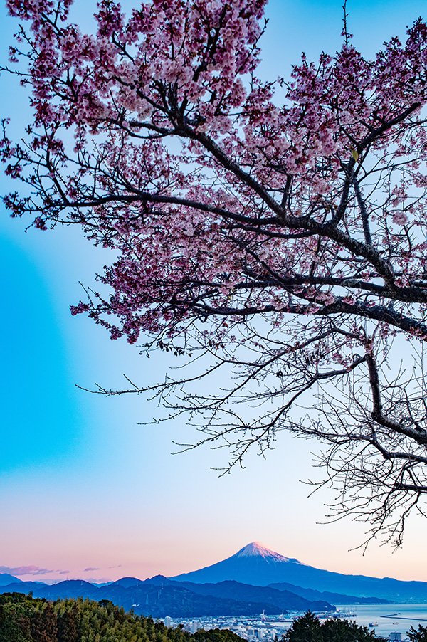 大島桜と富士山