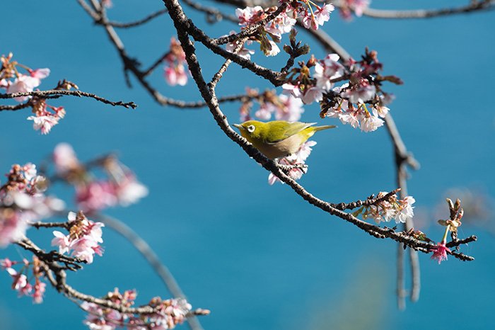 青く染まる駿河湾と興津桜とメジロ