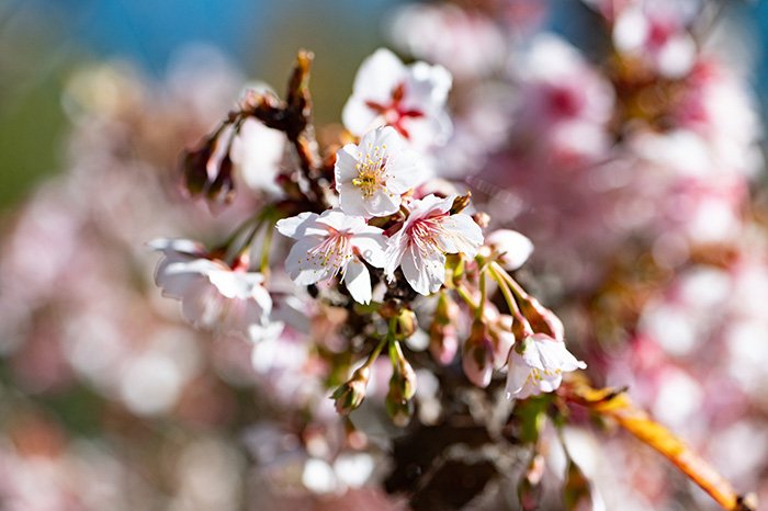満開だった櫻