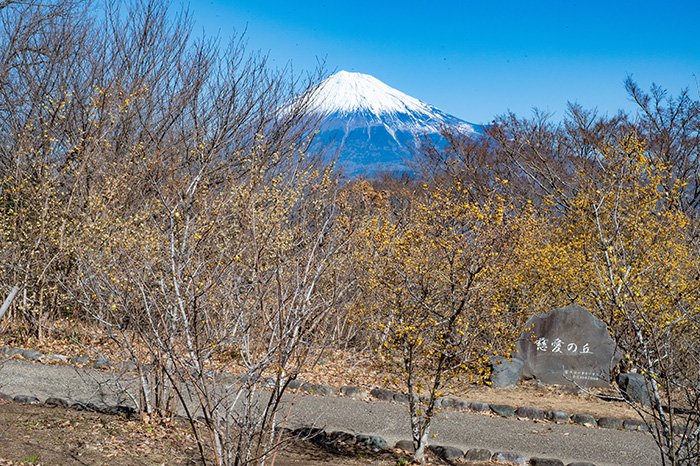 蝋梅と富士山