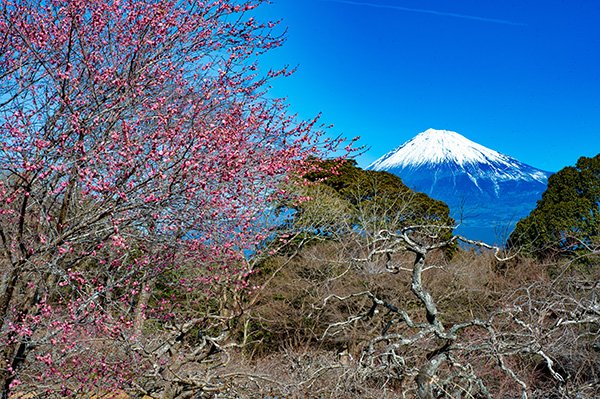 紅梅と富士山