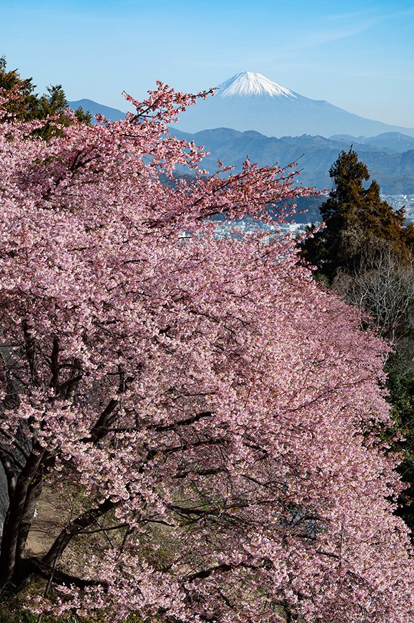 満開河津桜と富士山