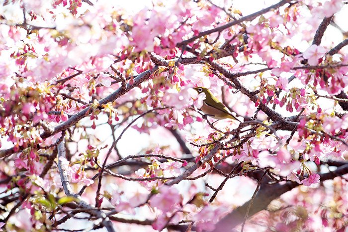 河津桜とメジロ
