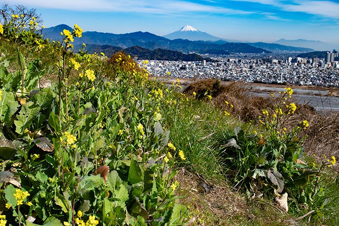 徳願寺山に春が来たようです