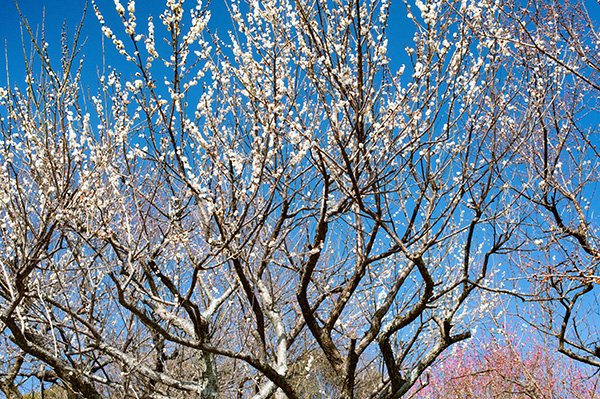 青空と梅林