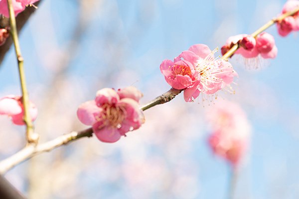 紅梅も終盤です