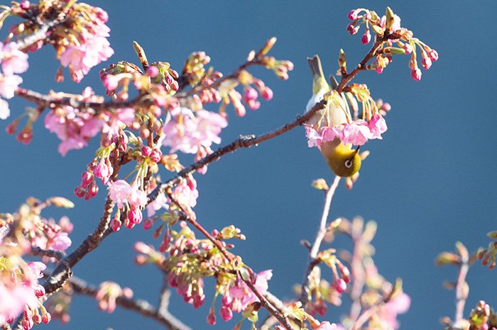駿河湾と河津桜とメジロと