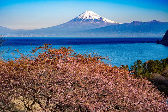 河津桜と富士山