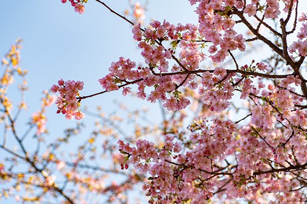 河津桜を撮り撮影終了