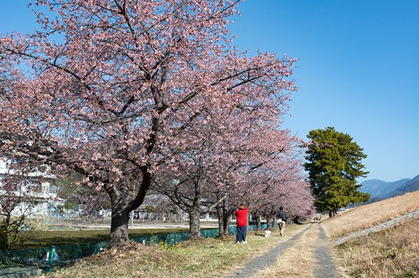 愛犬を撮影する人