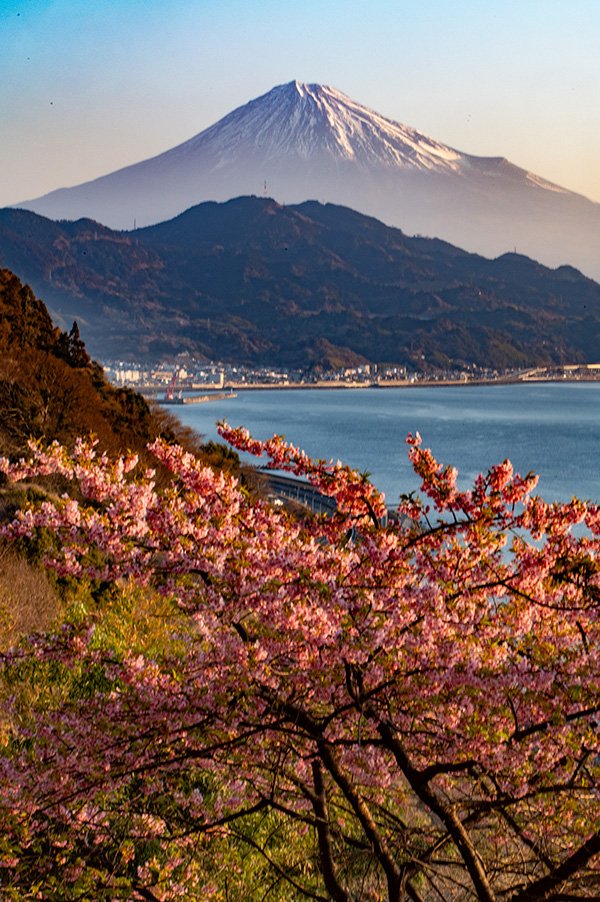 薩埵峠と河津桜