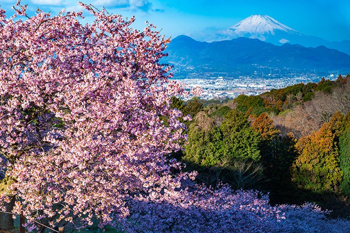 満開の河津桜
