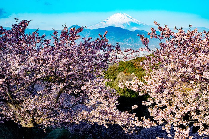 河津桜越しの富士遠望
