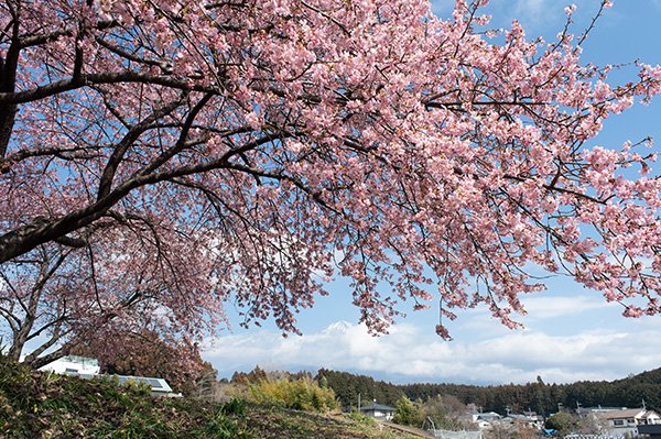 富士山はみえず