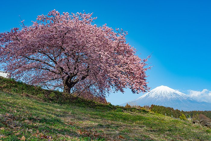 丘の上の一本櫻