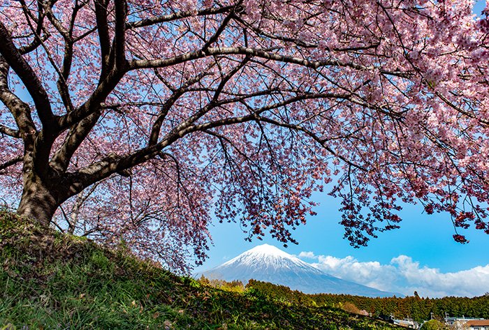 桜の傘のなかから