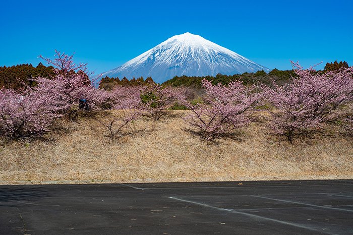 いつもは朝に来るのですが逆光で撮影に苦労しますが午後にきたので順光です