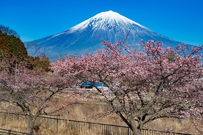 潤井川の河津桜