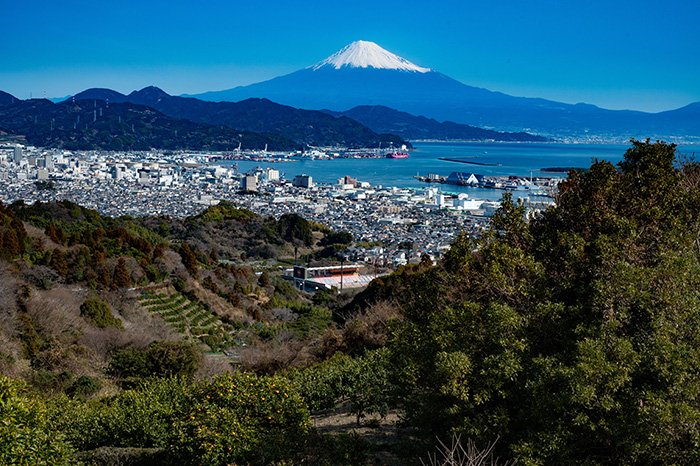 夏ミカンと清水港と富士山