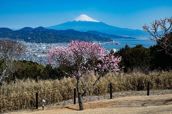 一本残った梅の花