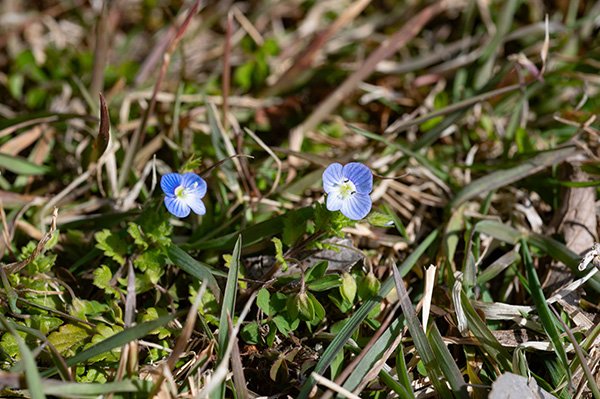 オオイヌノフグリ