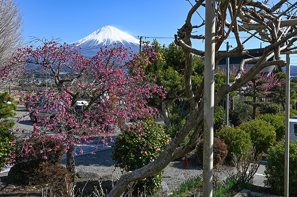 先照寺の大しだれ桜は開花直後だった