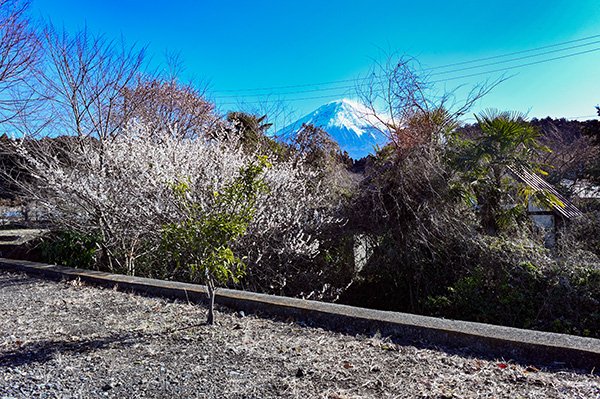 白糸の滝ファミリーマート店からの白梅と富士山