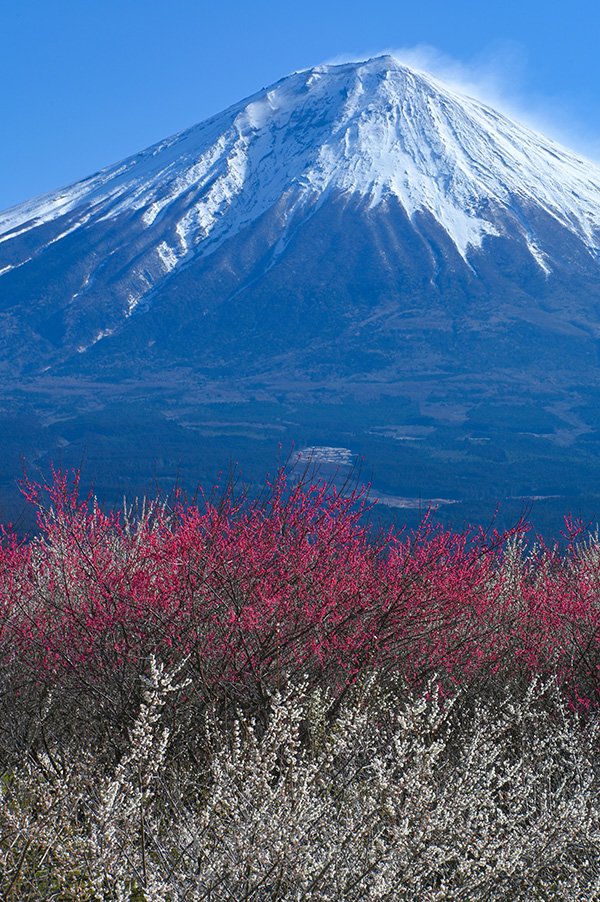 紅白梅と富士山
