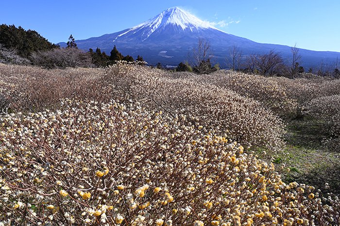 白糸の滝公園のミツマタ