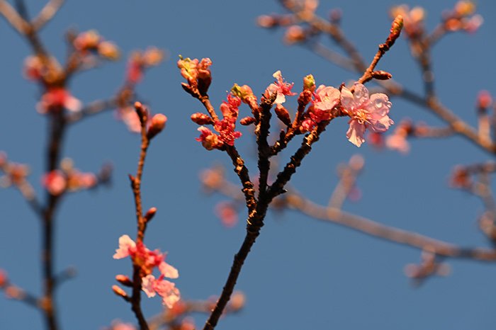 河津桜開花