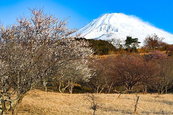 梅園からの富士山