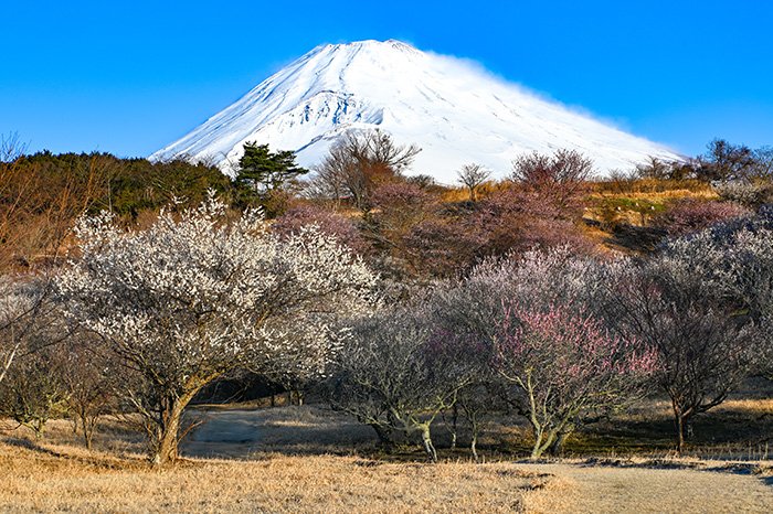 梅園と富士山