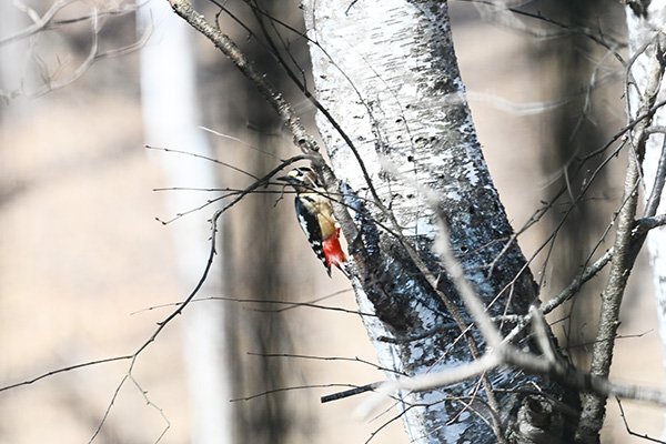 アカゲラが巣作りを始めました