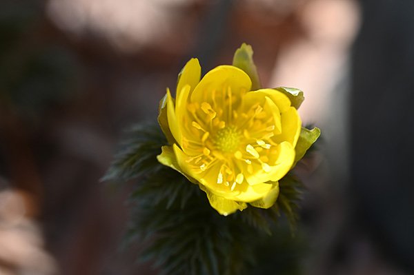 フクジュソウの目覚め