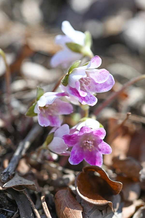 ピンク色の雪割草