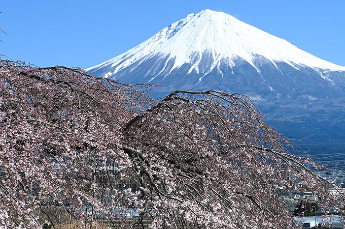 桜越し富士山
