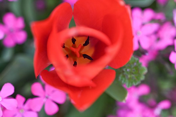 芝桜とチューリップ