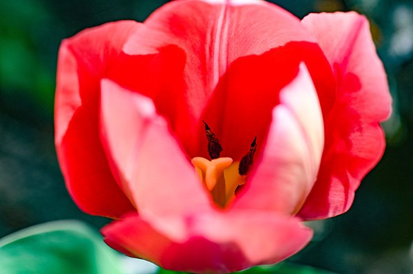 チューリップ開花