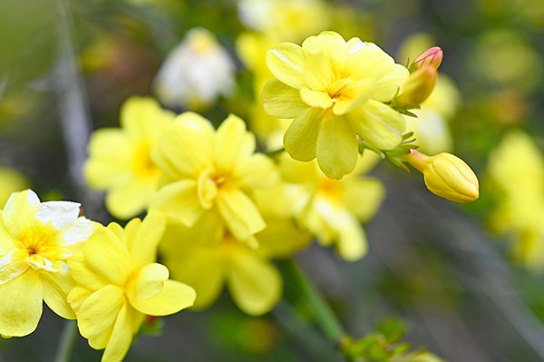 ウンナンオウバイ