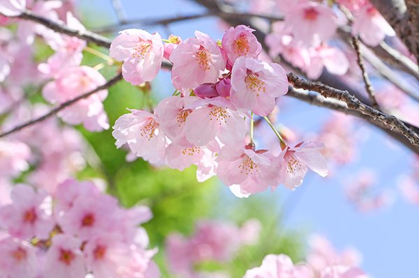 静岡市歴史博物館の桜