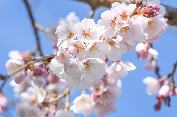 駿府城公園内のしだれ桜