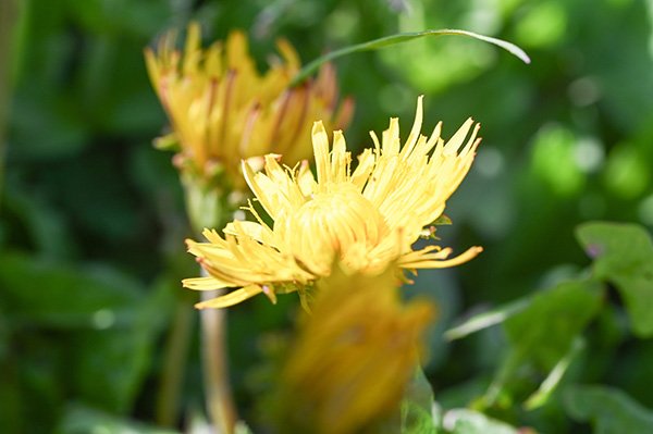 ニホンタンポポ