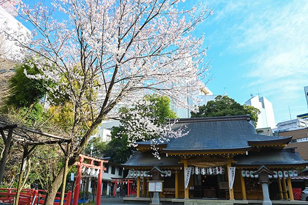 小櫛神社の桜