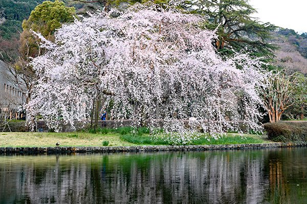 見頃となりました