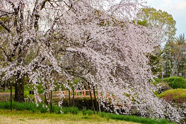 しだれ桜