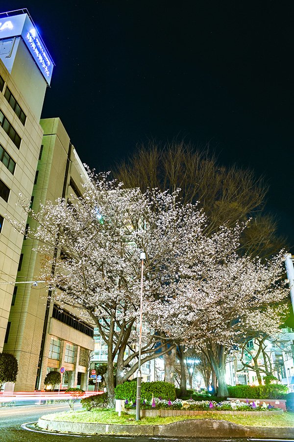 中央分離帯の桜