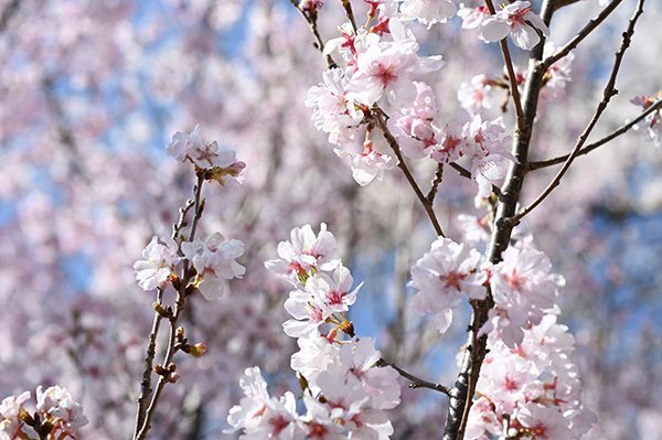 小さな桜の花