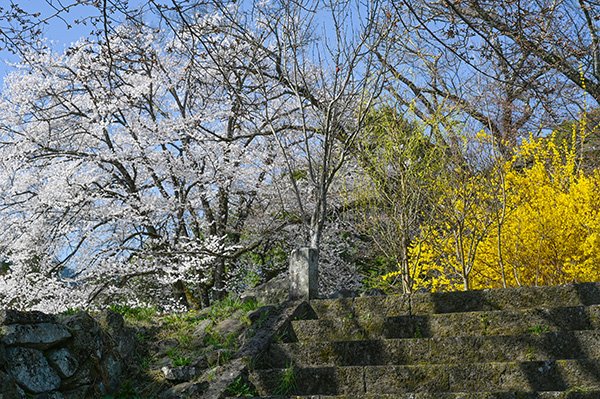 桜とレンギョウ咲く
