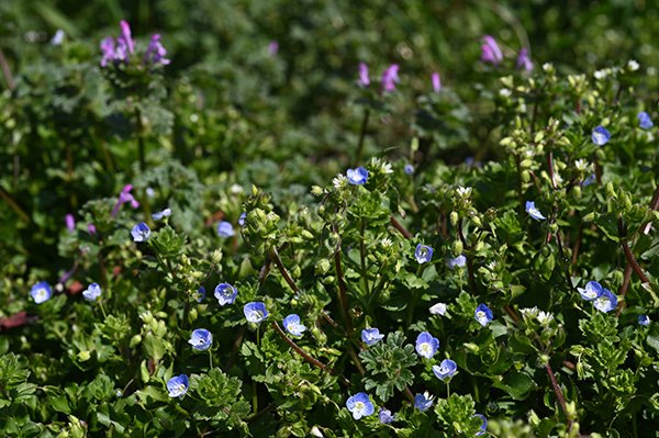 オオイヌノフグリ