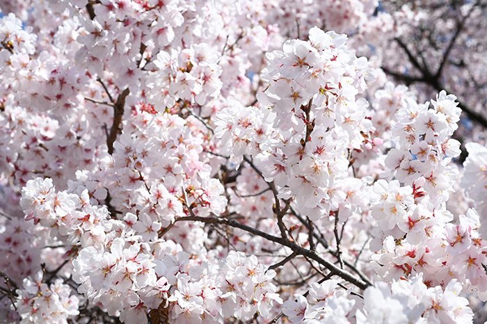 満開の桜